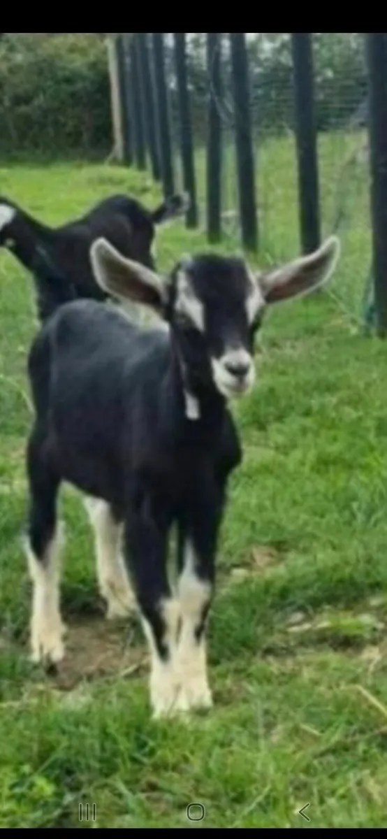 Buck goats - Image 1