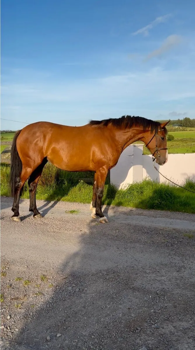 Two year old filly - Image 1