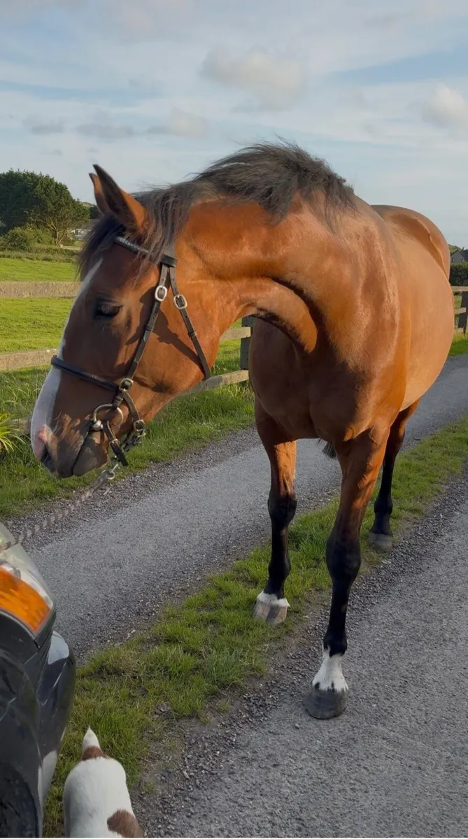 Two year old filly - Image 3