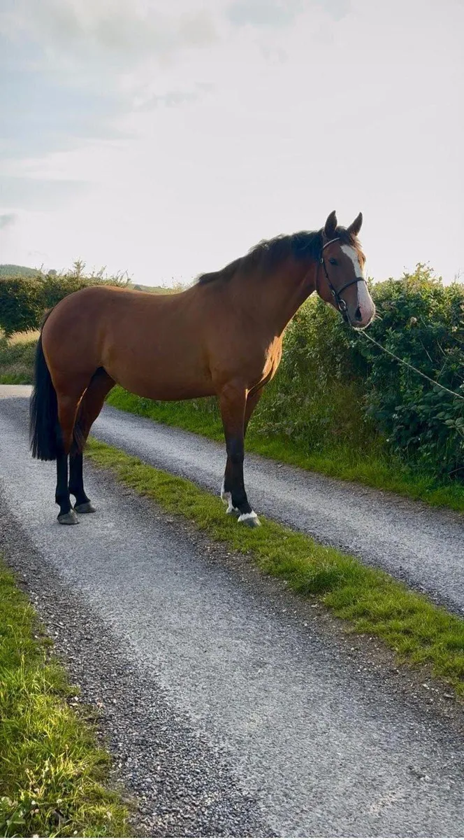 Two year old filly - Image 2
