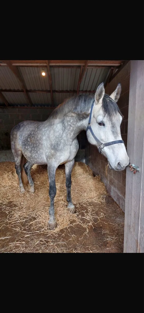 Top class broodmare - Image 3