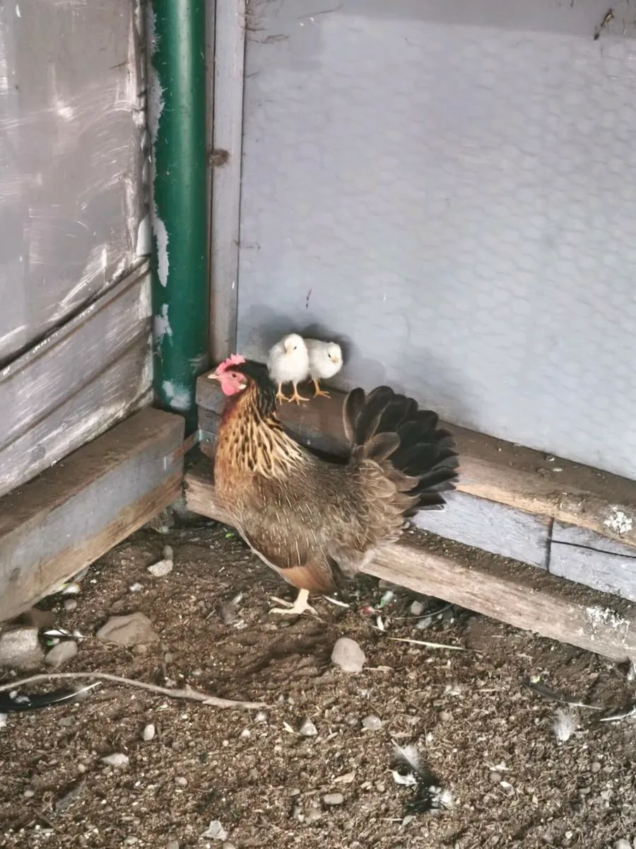 Poultry for sale - Image 4