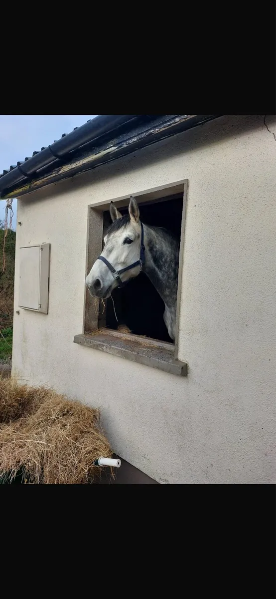 Top class broodmare - Image 1