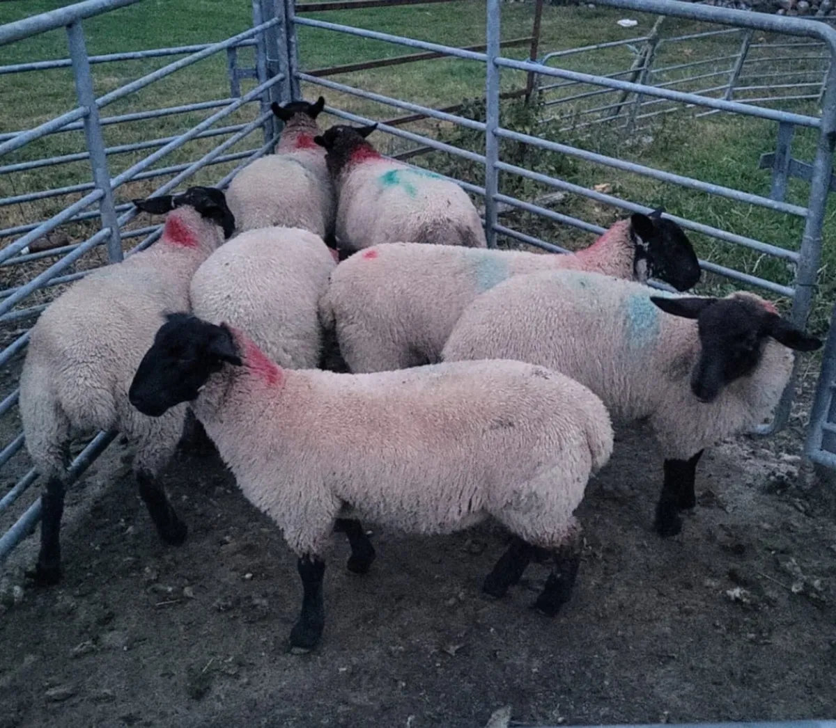 Ewe lambs Suffolk X Mules - Image 2