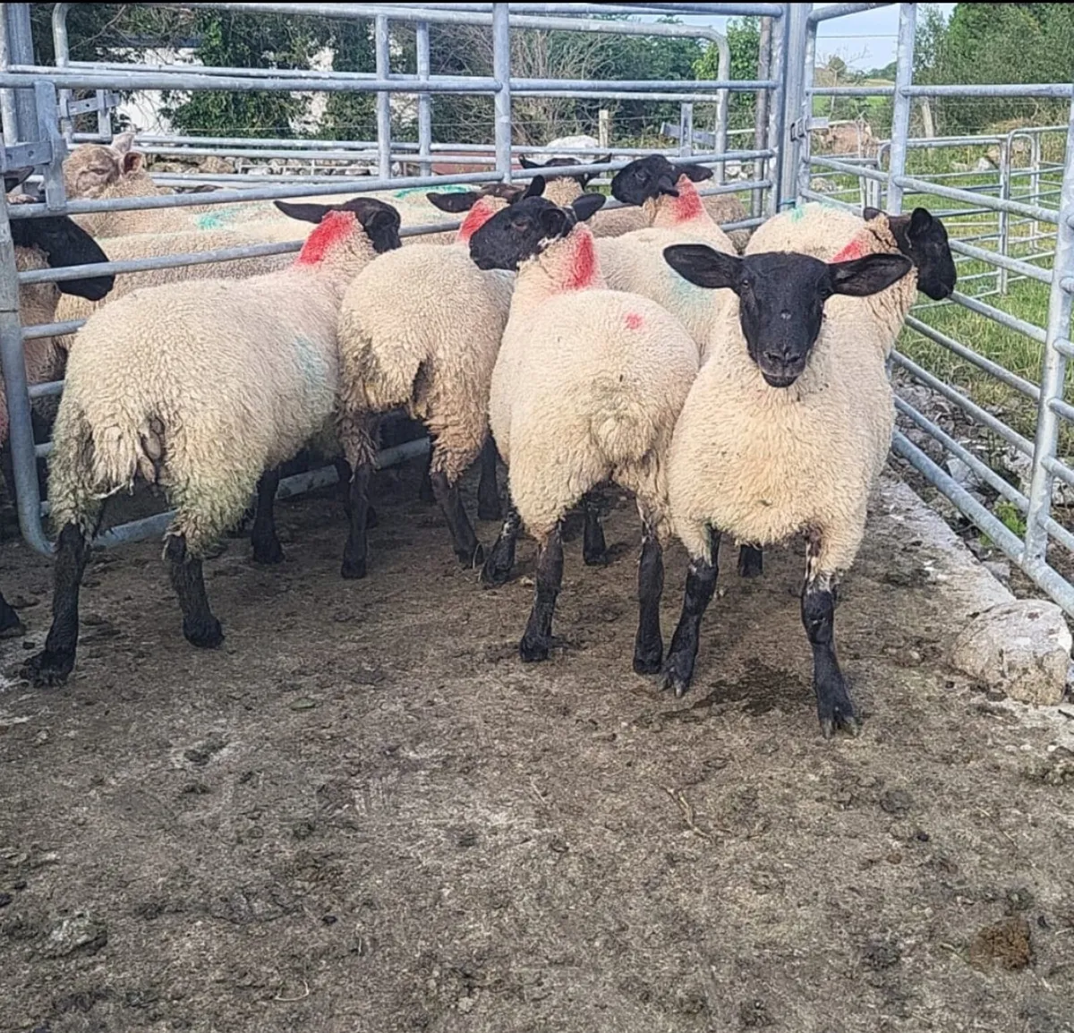 Ewe lambs Suffolk X Mules - Image 1