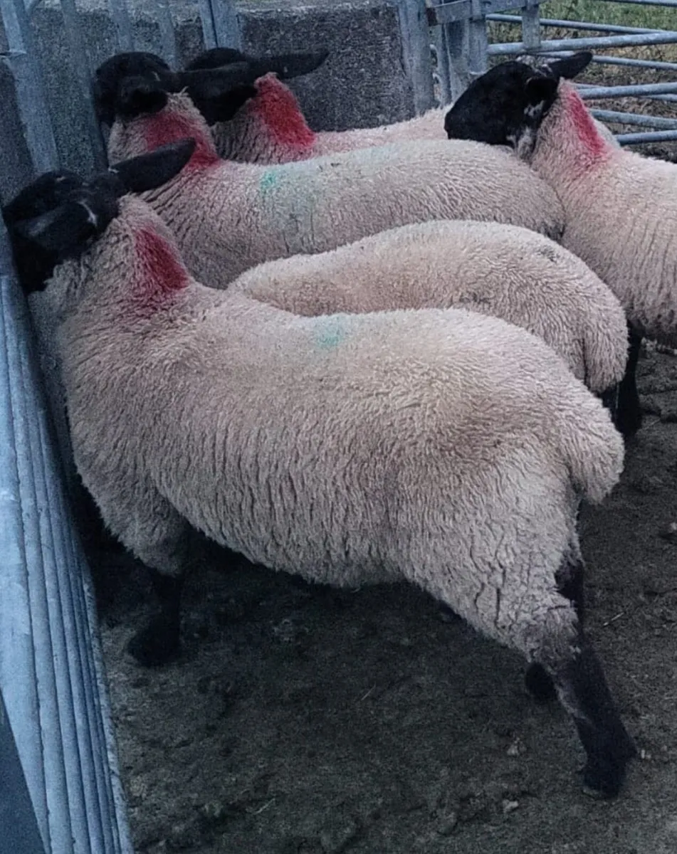 Ewe lambs Suffolk X Mules - Image 3