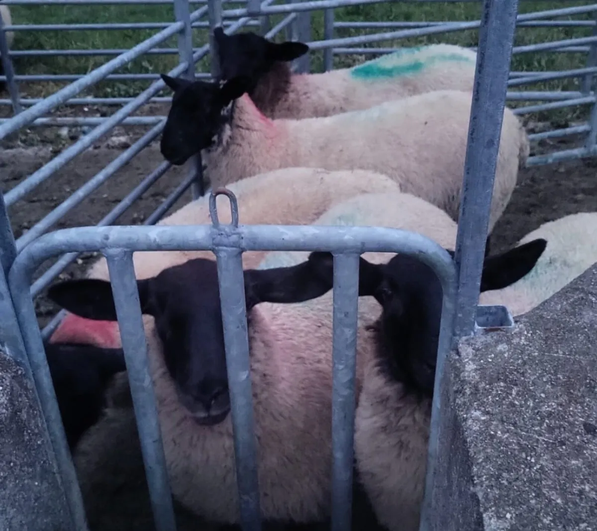 Ewe lambs Suffolk X Mules - Image 4