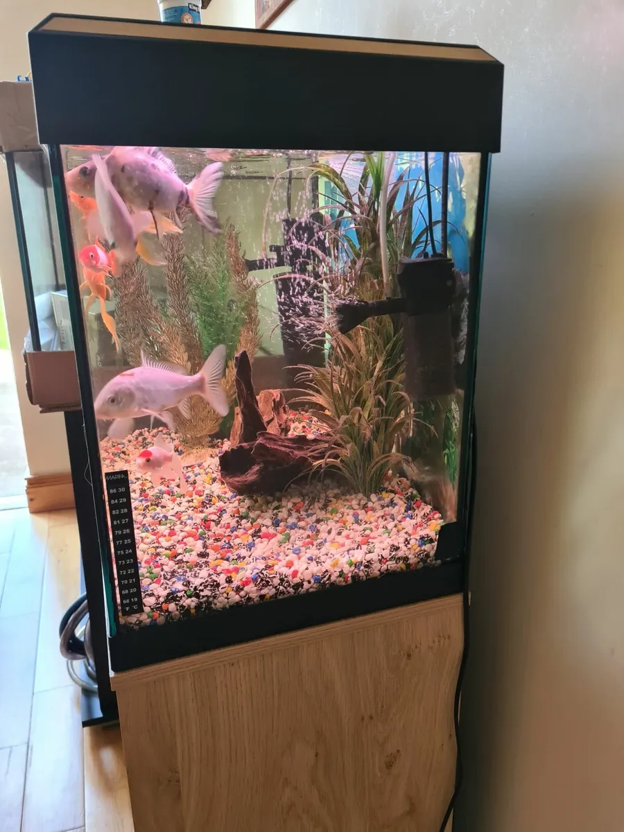 Fluval 100 l aquarium + cabinet + equipment - Image 2