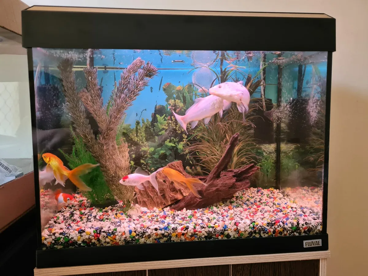 Fluval 100 l aquarium + cabinet + equipment - Image 4