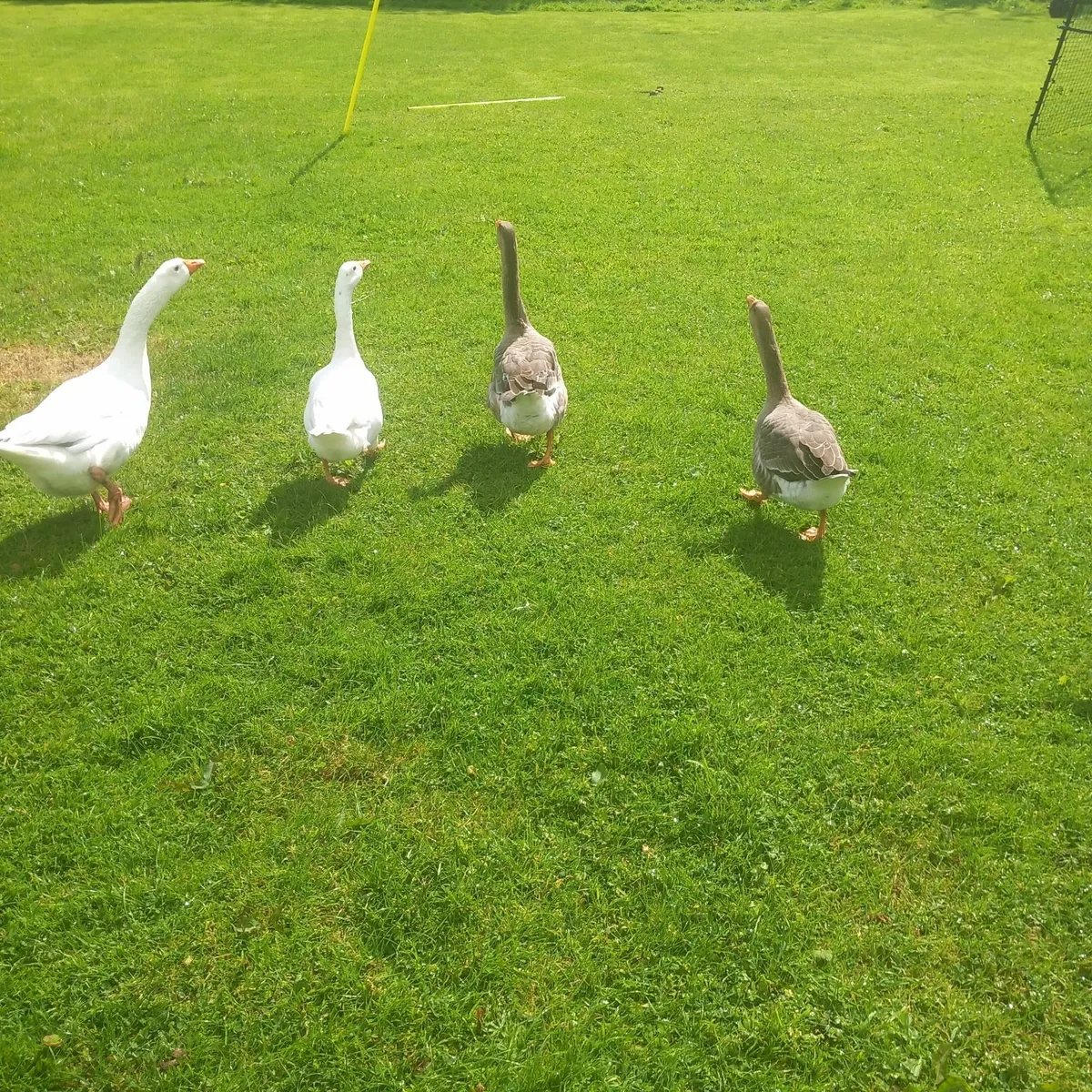 Geese - Image 1