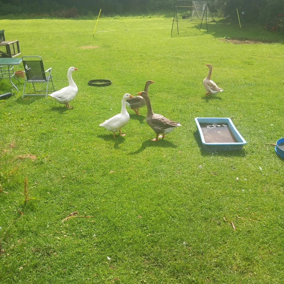 Geese - Image 2