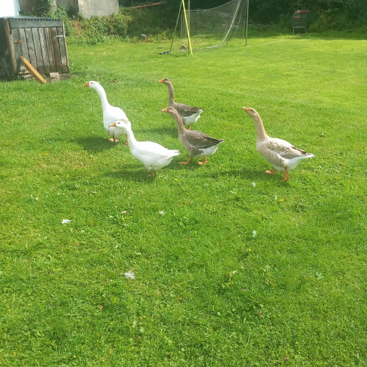 Geese - Image 3
