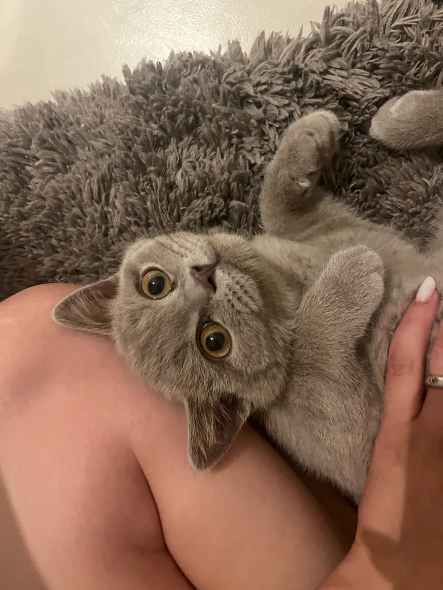 British Shorthair - Image 1