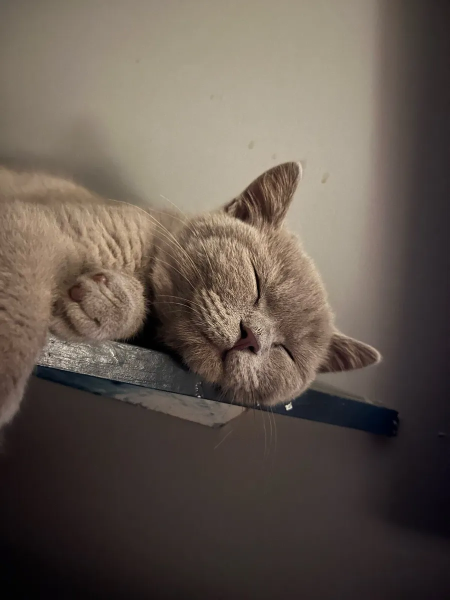 British Shorthair - Image 2