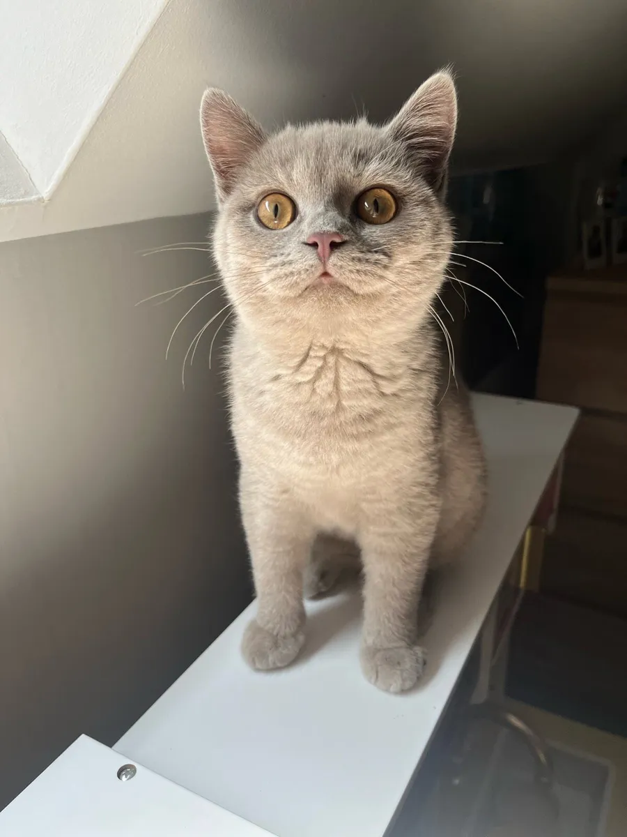 British Shorthair - Image 3
