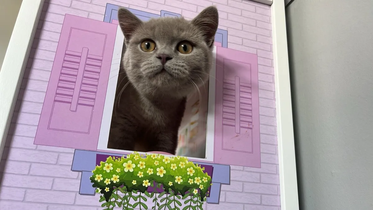 British Shorthair - Image 4