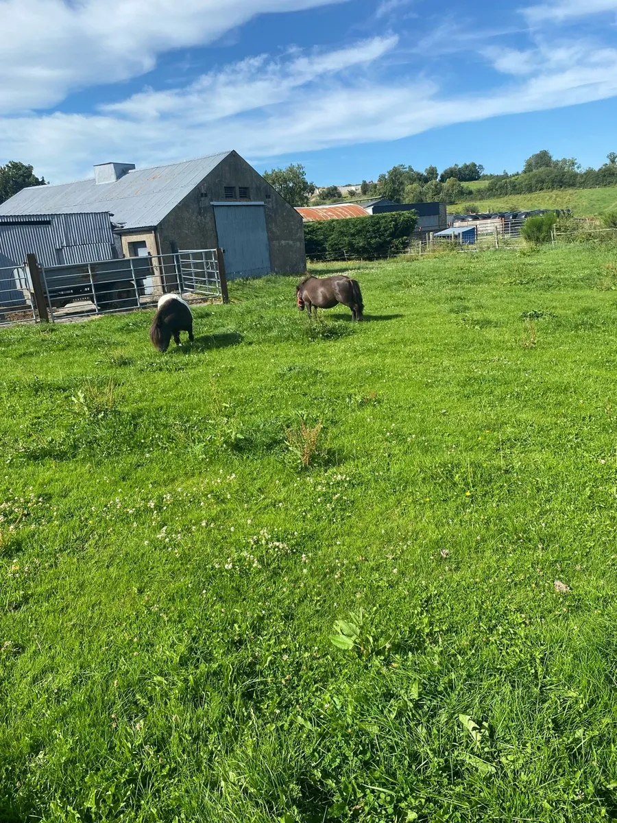 Shetlan mare - Image 2