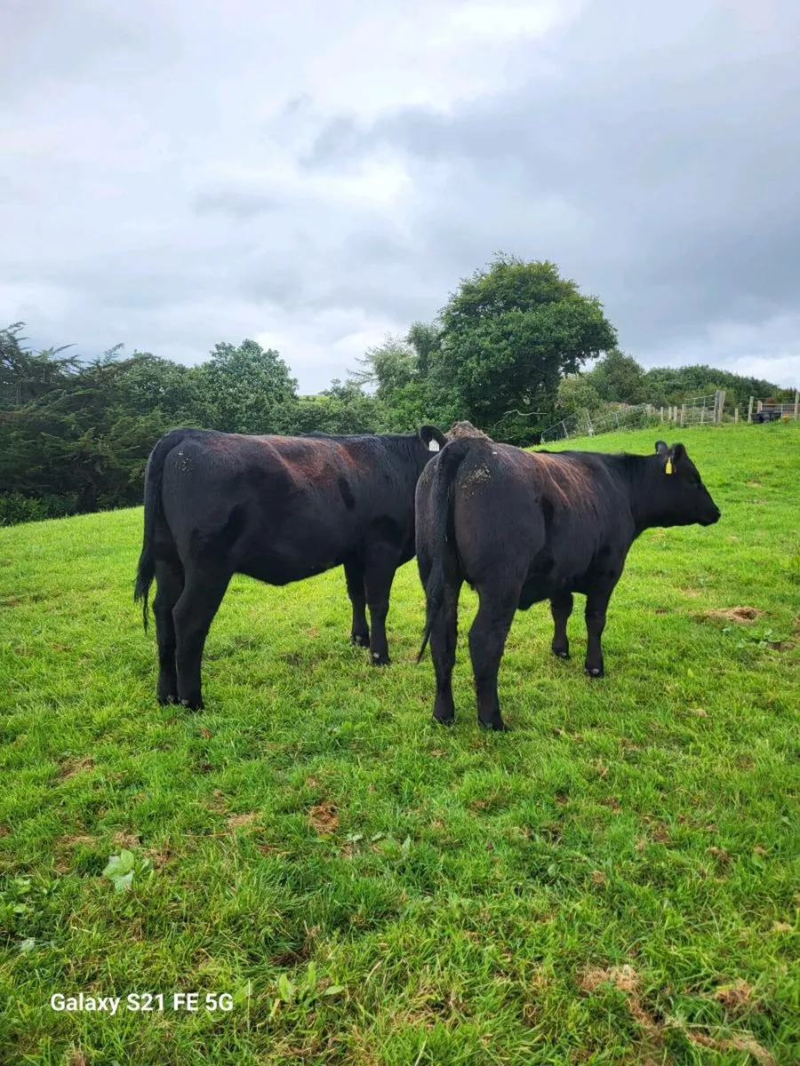 PBR Angus Heifers - Image 1