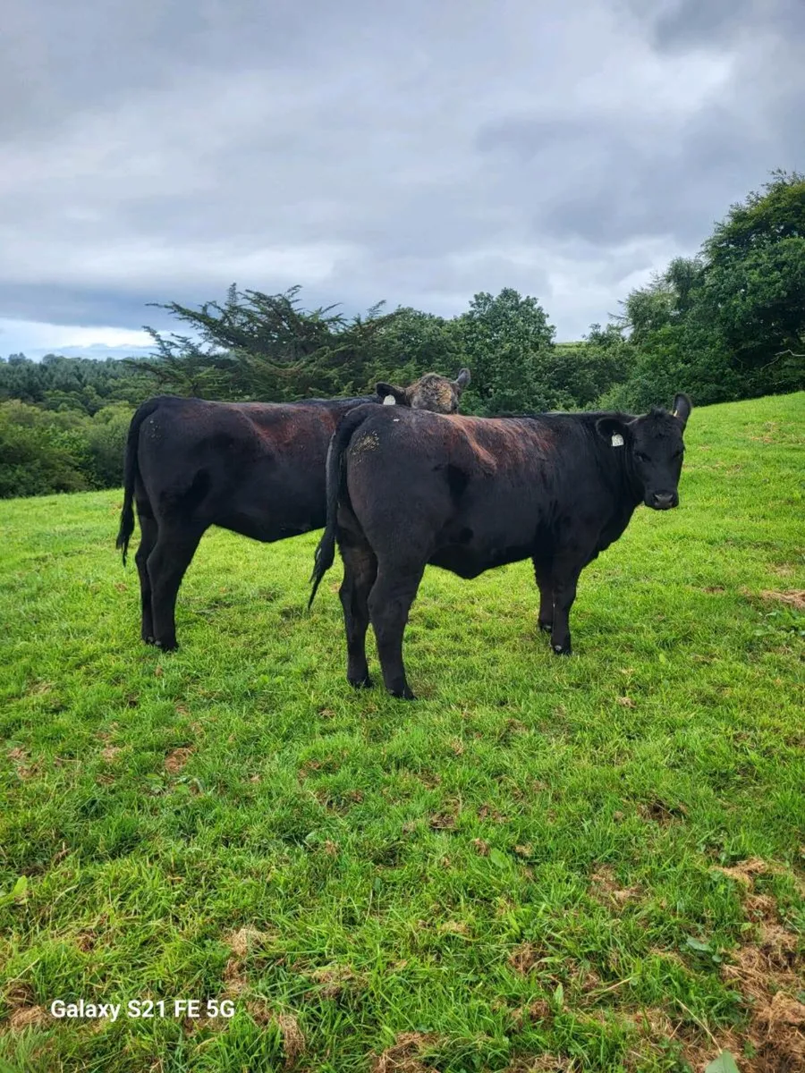 PBR Angus Heifers - Image 2