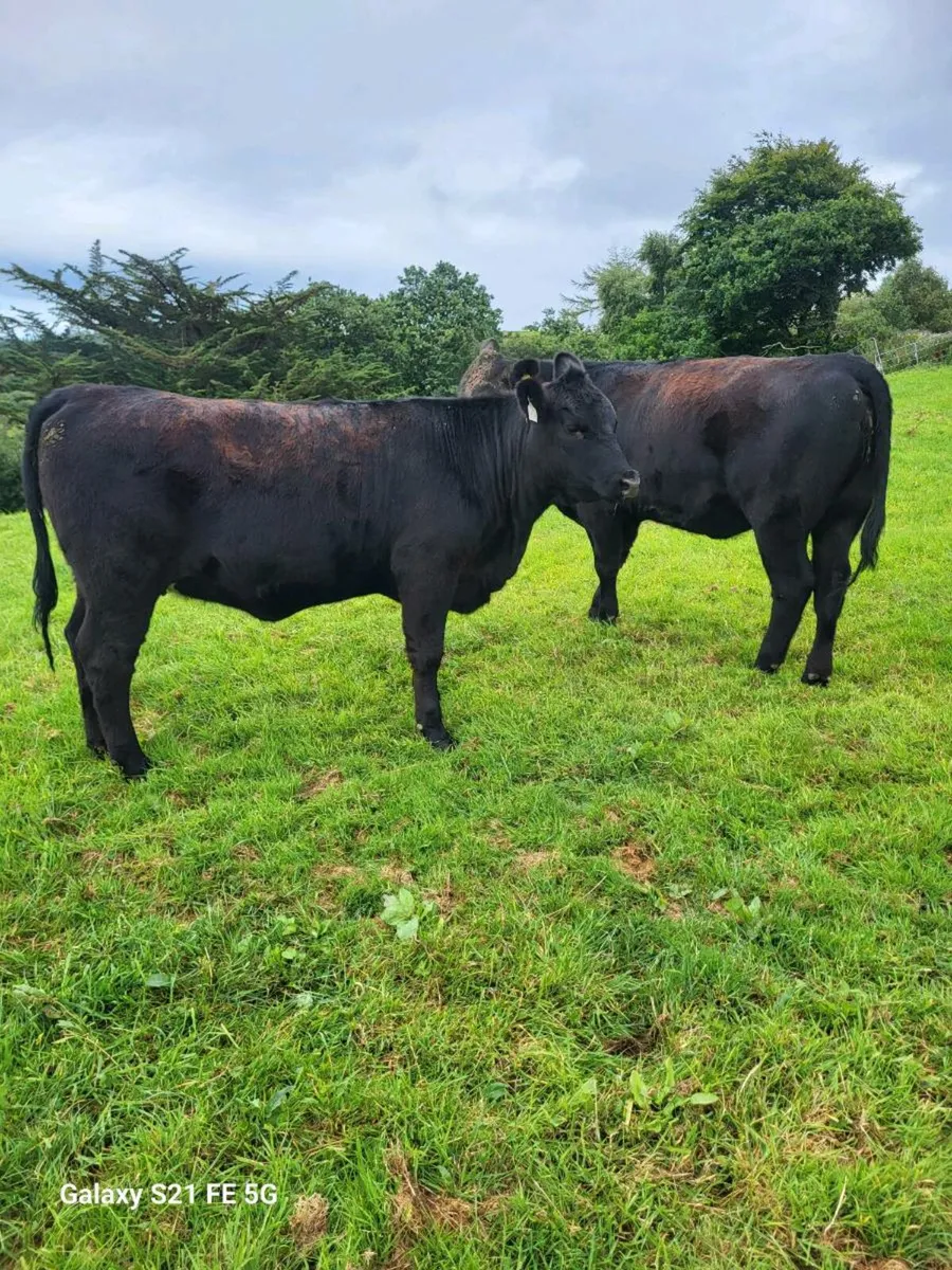 PBR Angus Heifers - Image 3