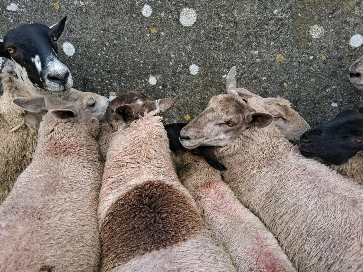 Ballinasloe  mart 17th July - Image 1