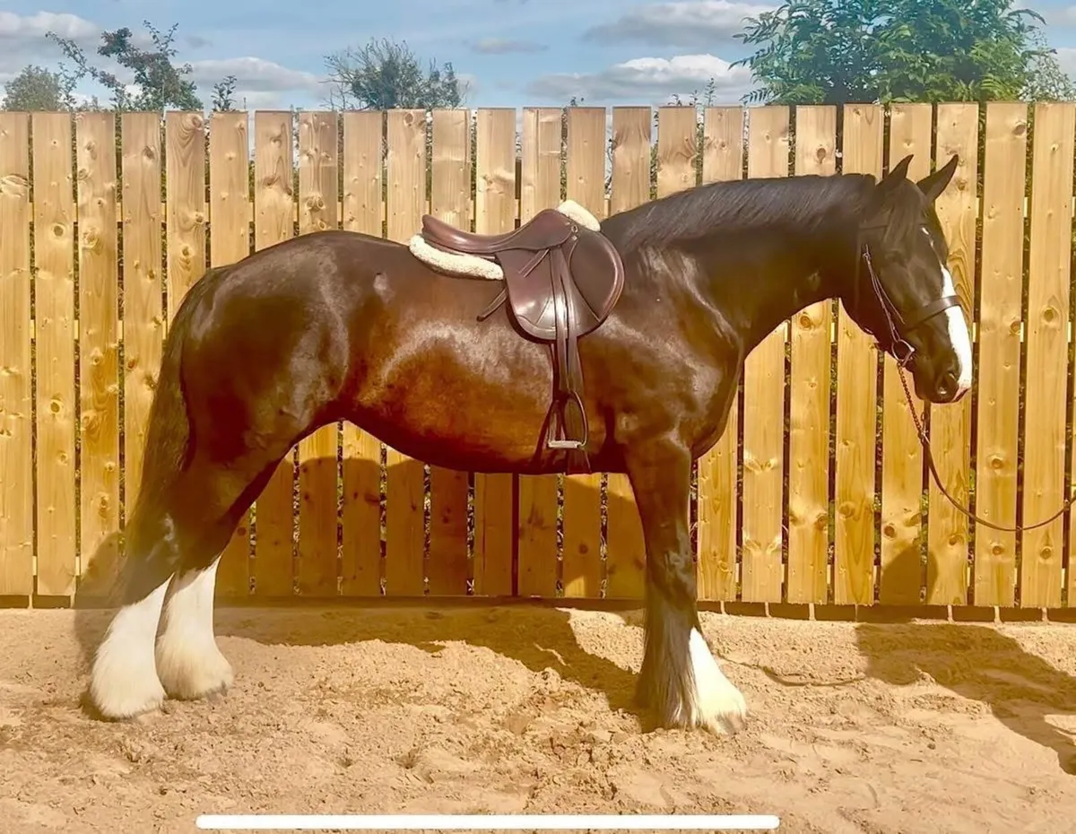 Stunning cob 😍😍 - Image 2