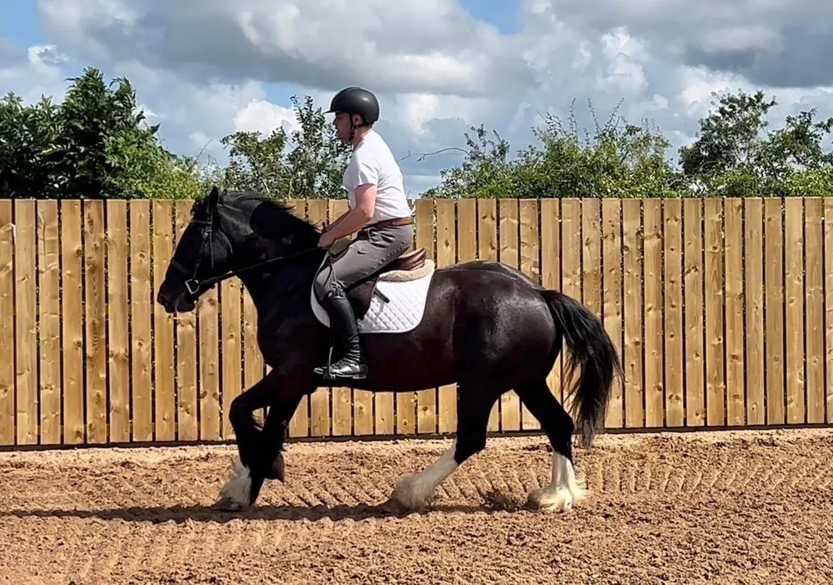 Stunning cob 😍😍 - Image 1