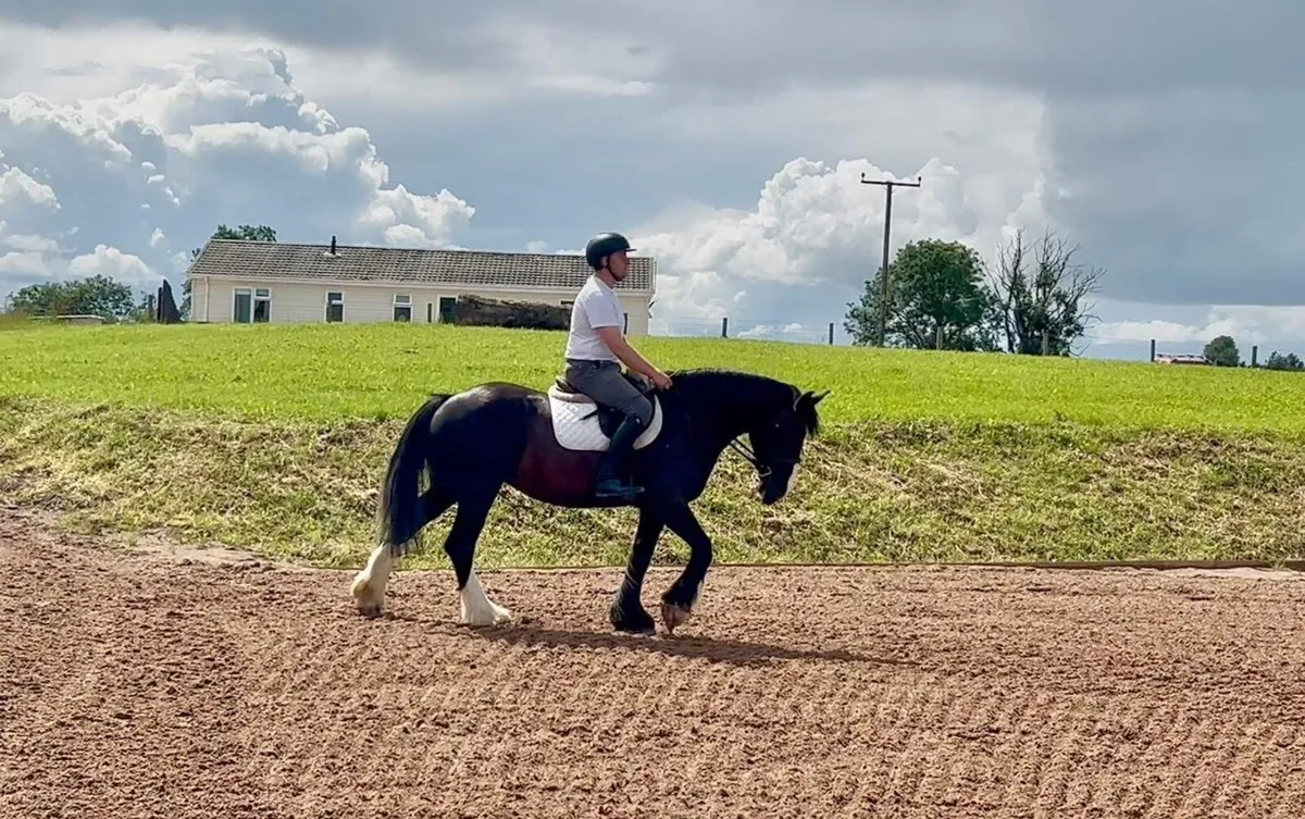 Stunning cob 😍😍 - Image 3