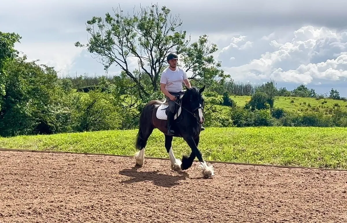 Stunning cob 😍😍 - Image 4