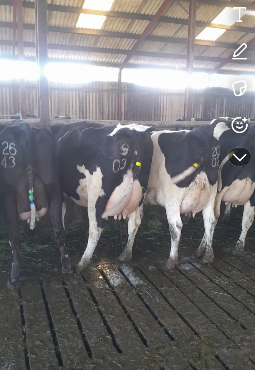 GORTALEA MART DAIRY SALE JULY 18TH - Image 1