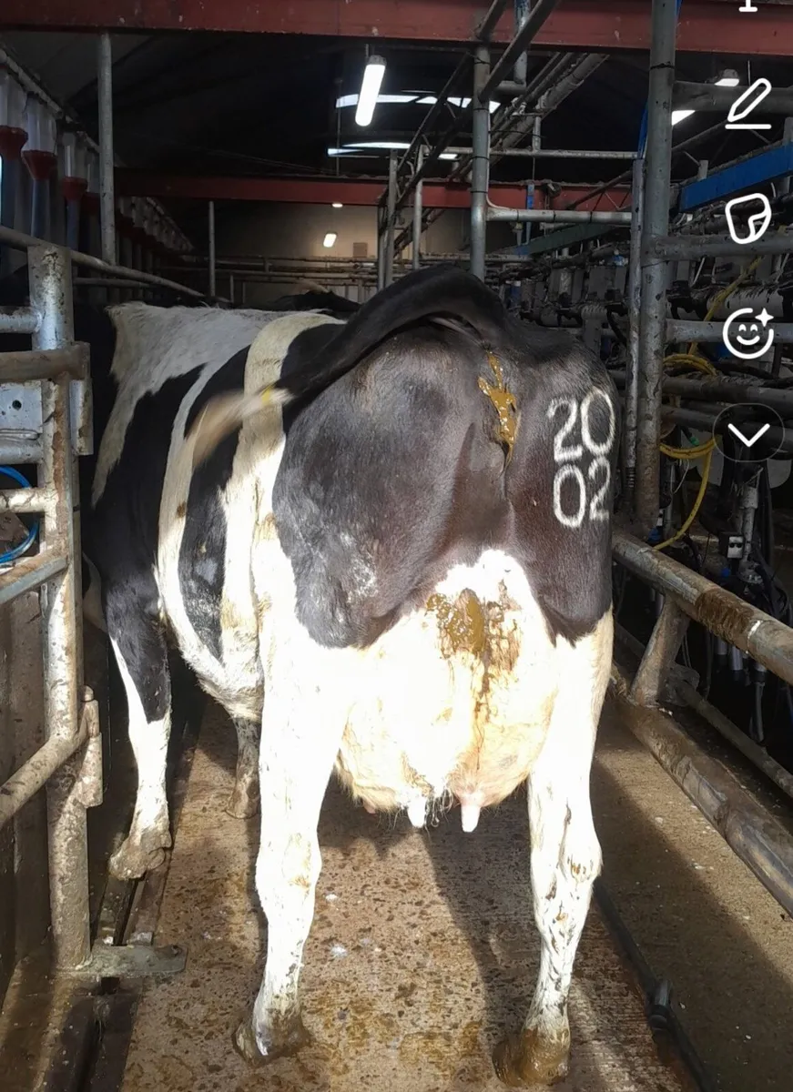 GORTALEA MART DAIRY SALE JULY 18TH - Image 2