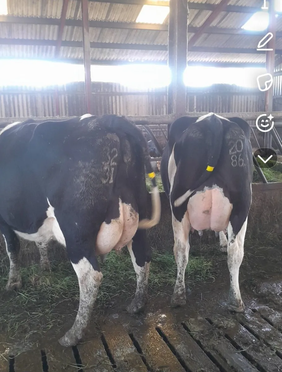 GORTALEA MART DAIRY SALE JULY 18TH - Image 3