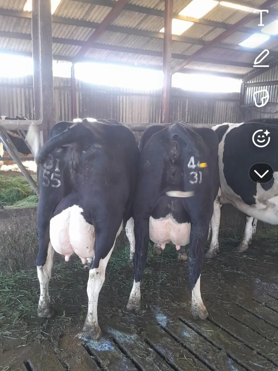 GORTALEA MART DAIRY SALE JULY 18TH - Image 4