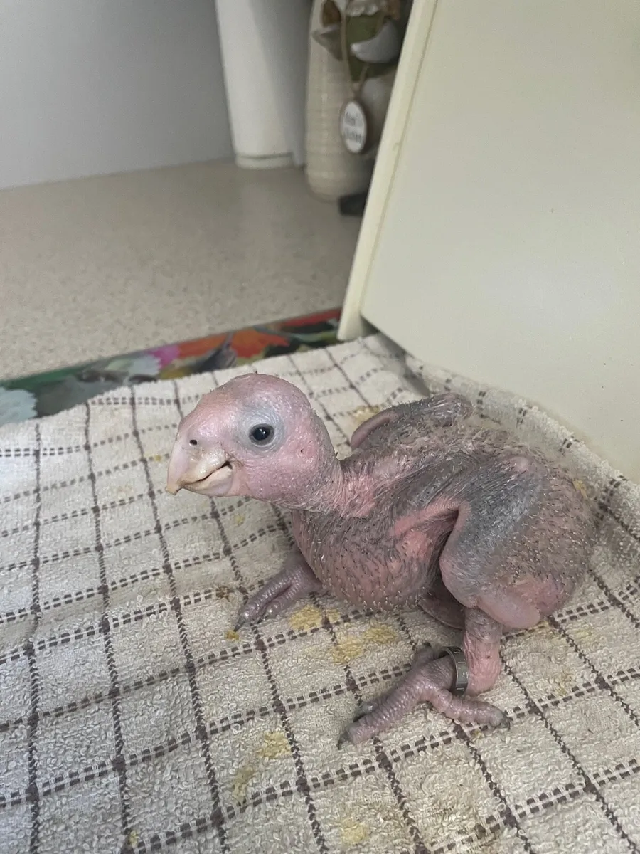 Double yellow head chick - Image 1