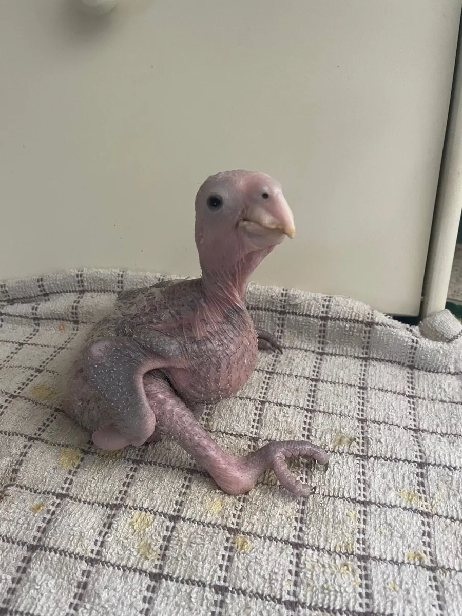 Double yellow head chick - Image 2