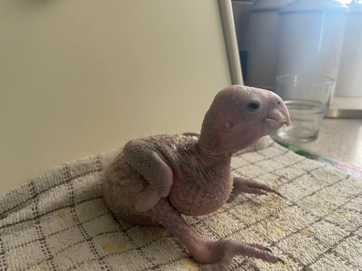Double yellow head chick - Image 3