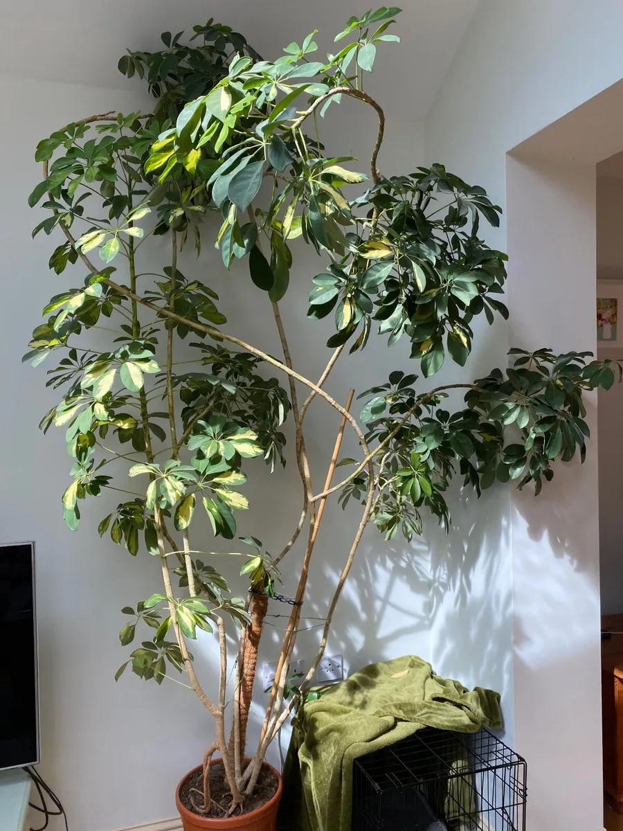 Large House Plants - Image 2