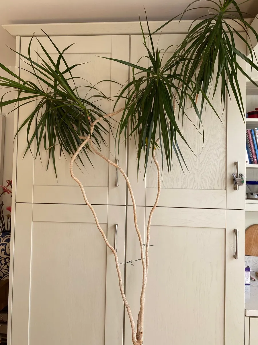 Large House Plants - Image 3
