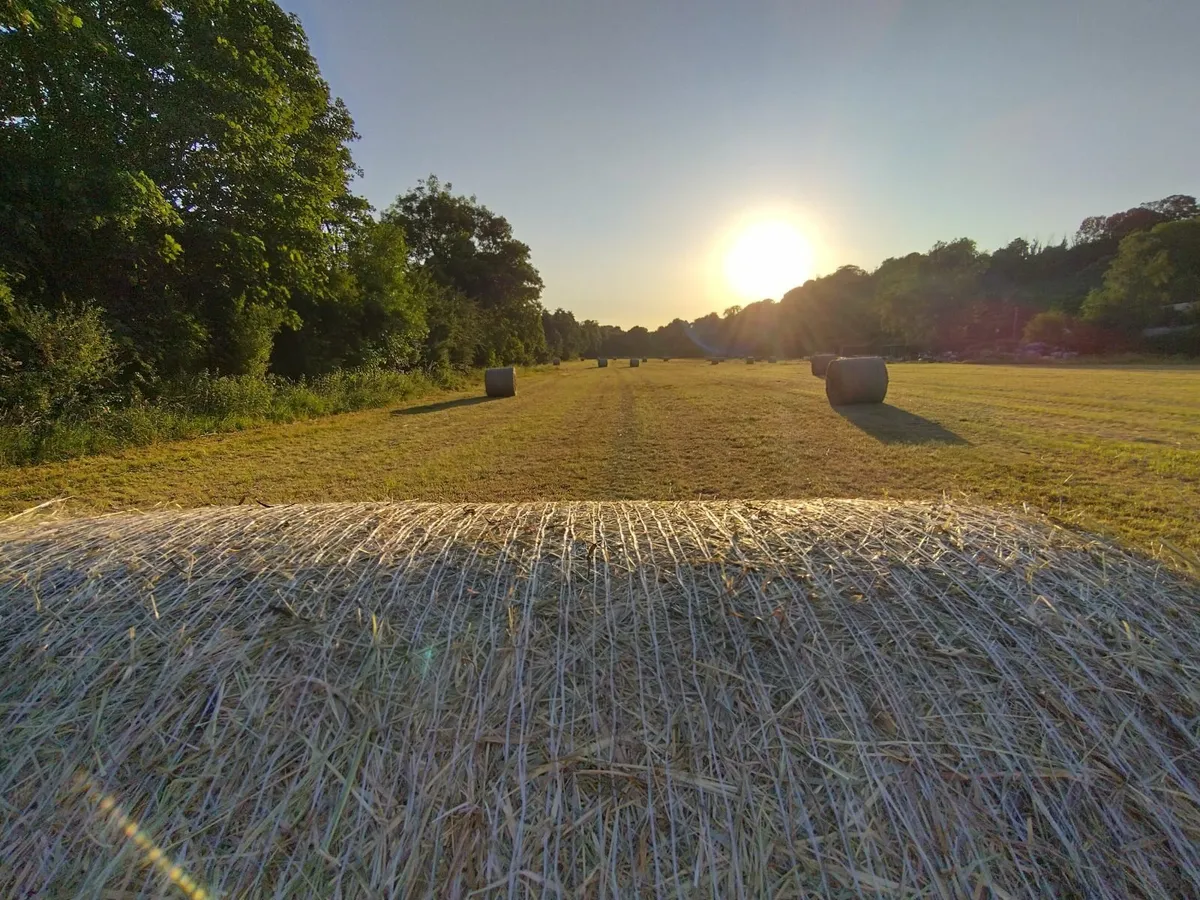Hay for sale - Image 1