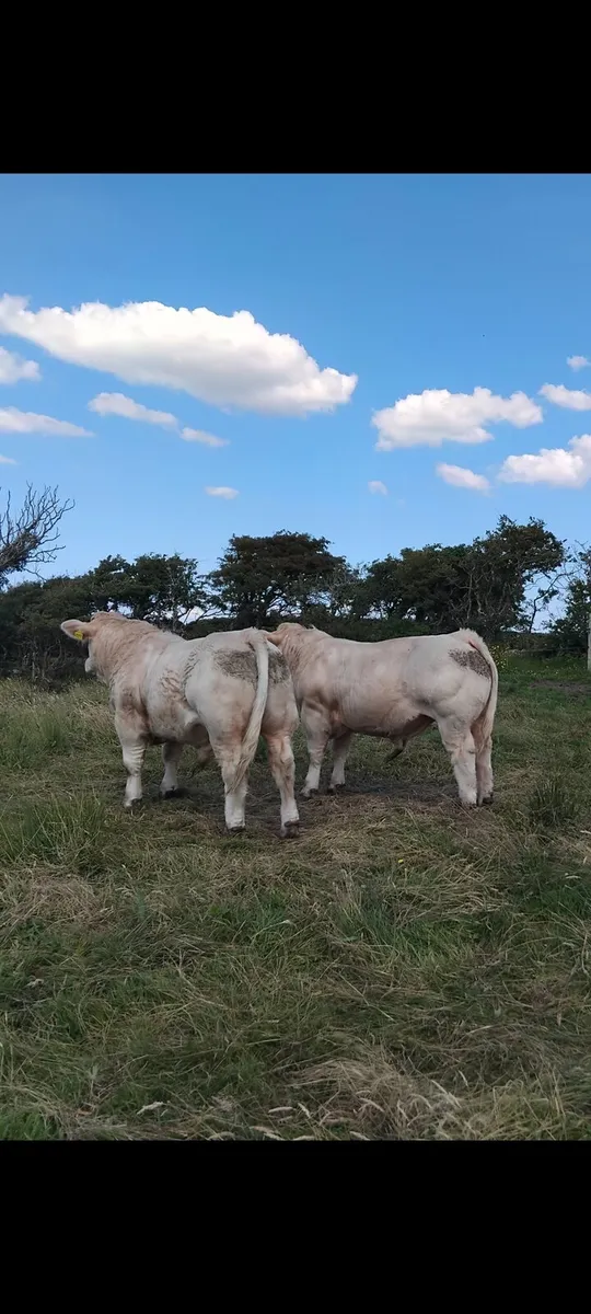Bulls - Image 1