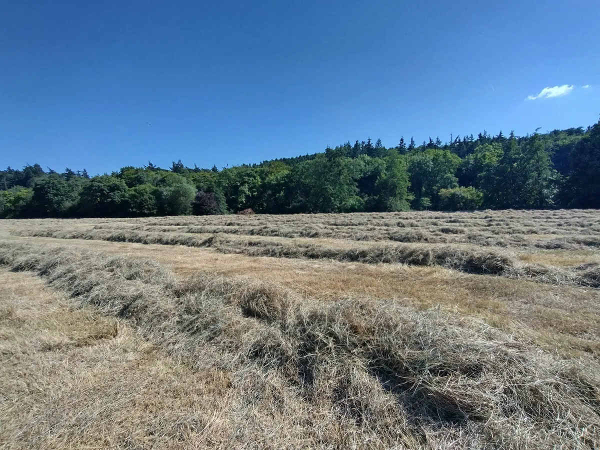Hay for sale - Image 2