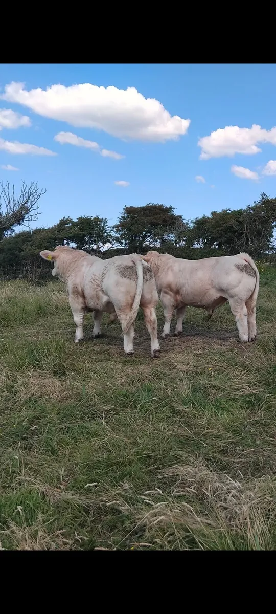 Bulls - Image 2