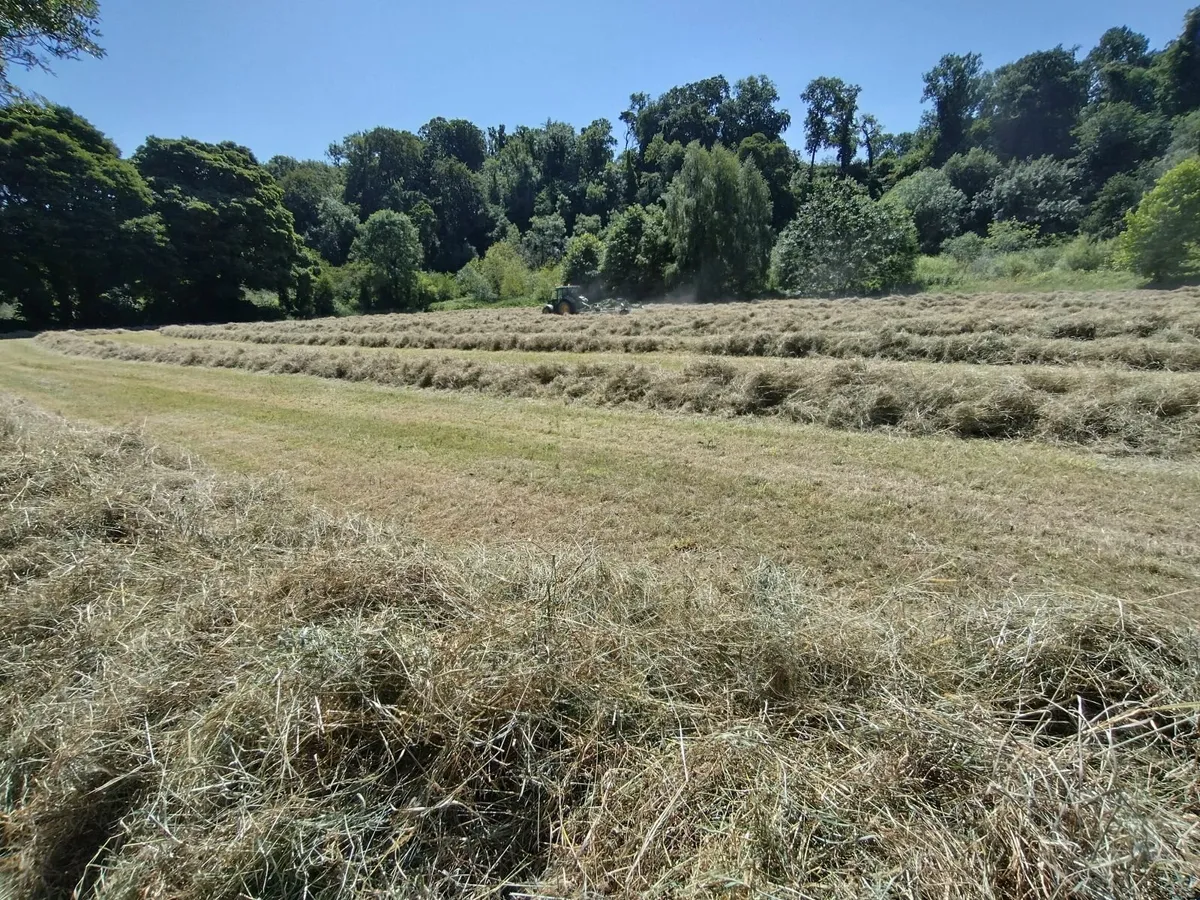 Hay for sale - Image 3