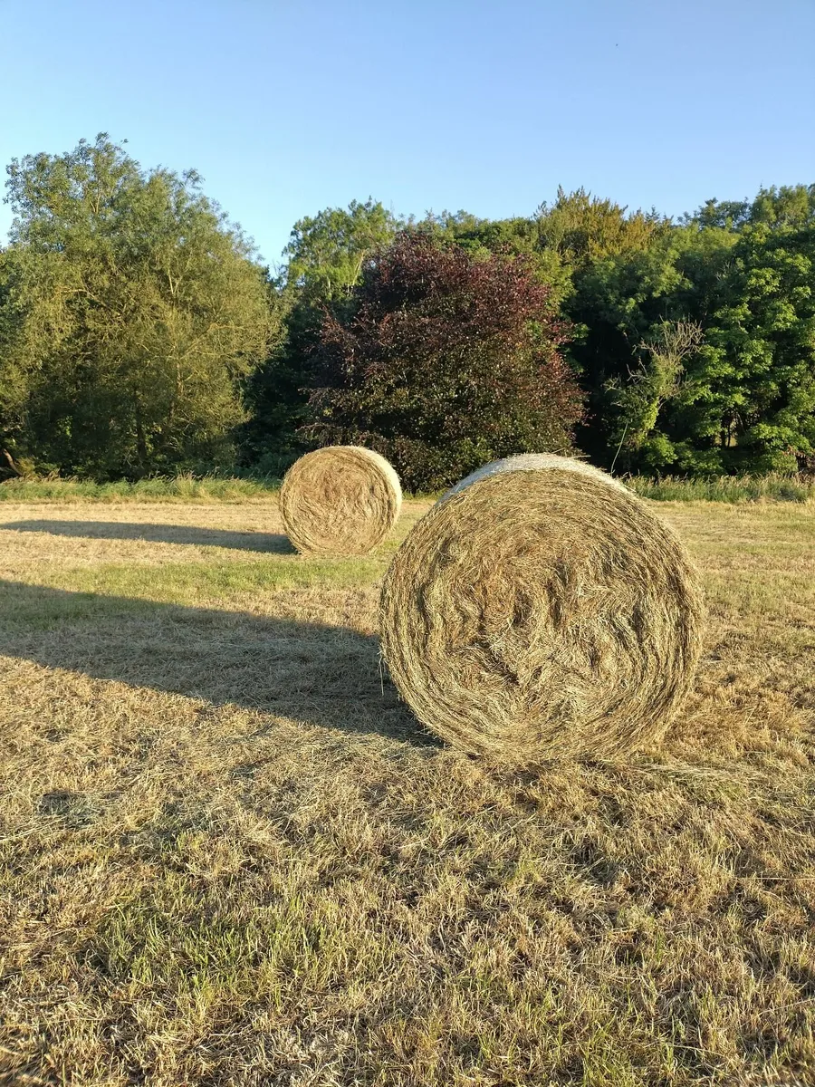 Hay for sale - Image 4