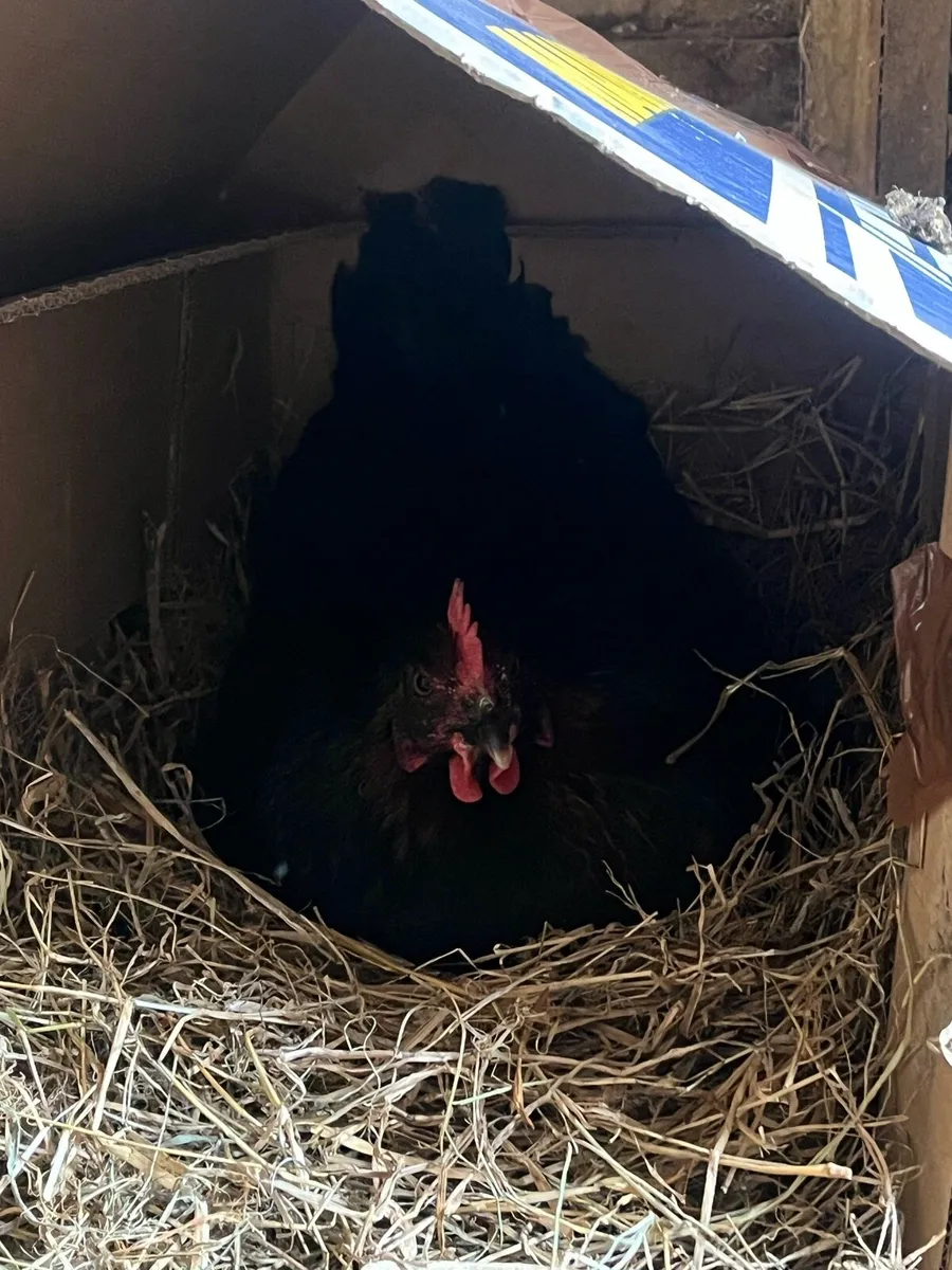 Hatching hen and Roosters for sale - Image 1