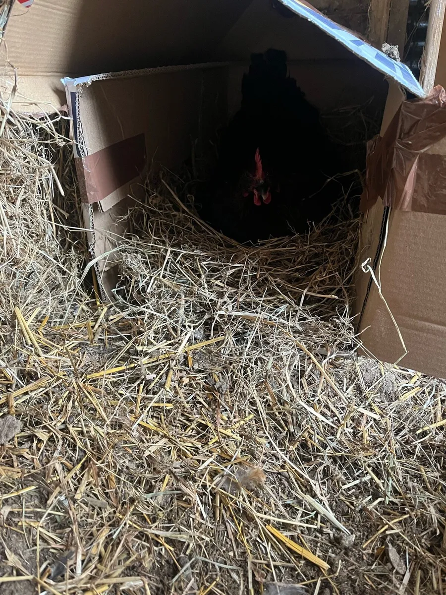 Hatching hen and Roosters for sale - Image 2