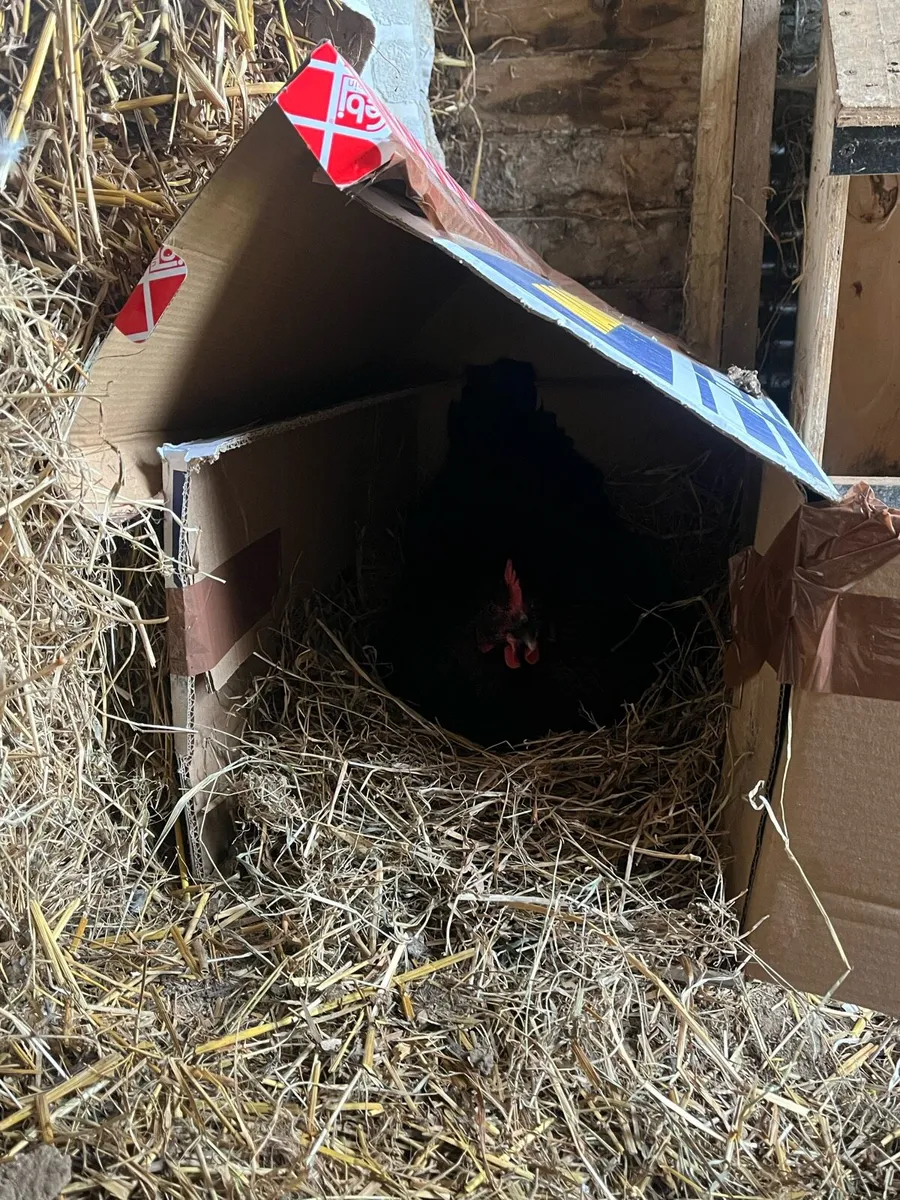 Hatching hen and Roosters for sale - Image 3