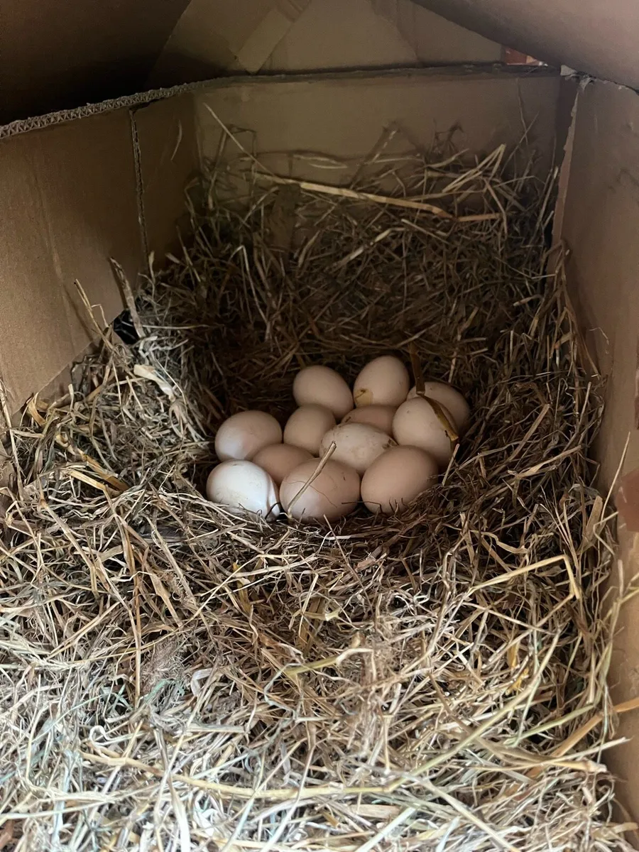 Hatching hen and Roosters for sale - Image 4
