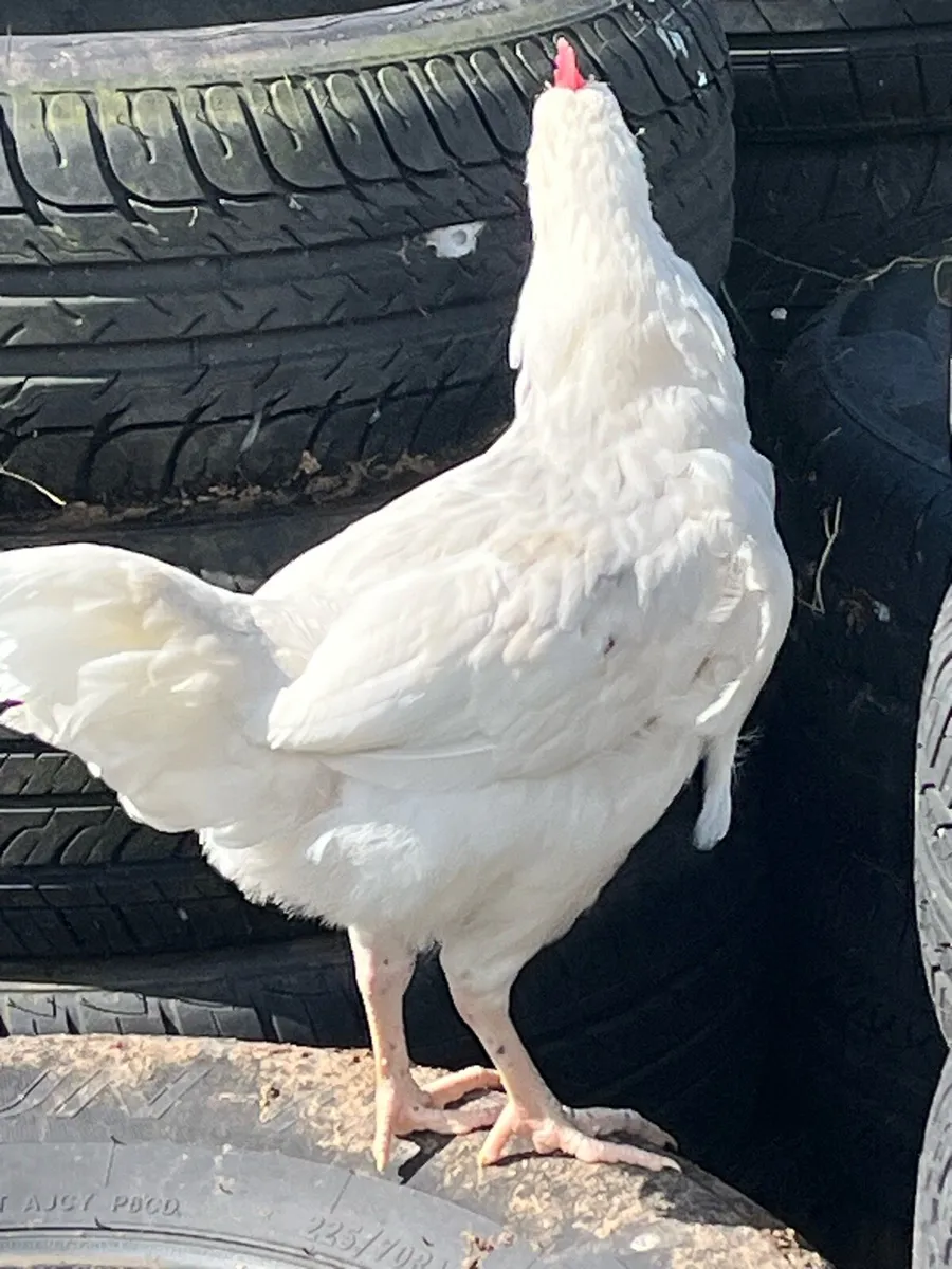 Roosters for sale - Image 1
