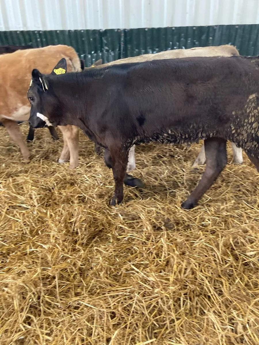 SUPER QUALITY CH/LIM HEIFER WEANLINGS - Image 2